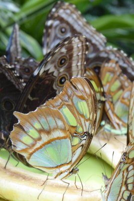 Siproeta steneles (Nymphalidae Costa Rica)