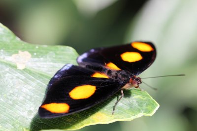Catonephele numilia mle (Nymphalidae Costa Rica)
