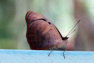 Doleschalia bisaltide (Nymphalidae Philippines)
