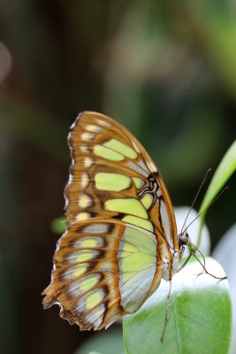 Siproeta steneles (Nymphalidae Costa Rica)