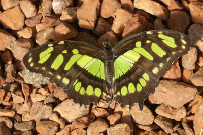 Siproeta steneles Le Malachite (Nymphalidae Costa Rica)