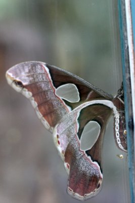 A peine n dans lclosoir, cet Atacus Atlas sche ses ailes - Just born in the hatcher, this Attacus Atlas is drying its wings