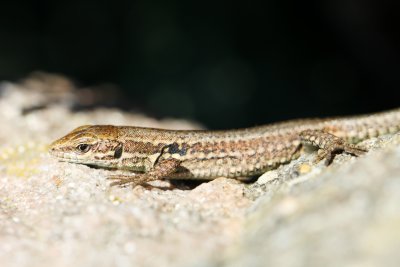 De forme trs lance, la longueur du lzard des murailles mle peut atteindre jusqu' 28cm maxi, la femelle jusqu' 18cm. 
