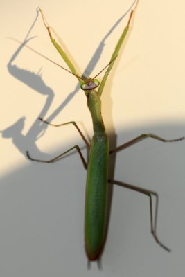 Belle notion d'quilibre pour cette mante qui s'est pose sur mon radiateur