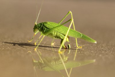 Une grande sauterelle en train de pondre - A grasshopper laying eggs
