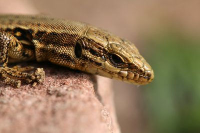 Portrait d'un petit lézard des murailles - Portrait of a wall lizard