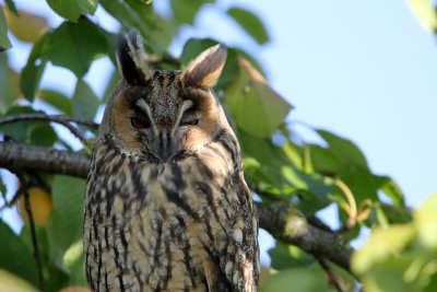 Sa tte  est surmonte d'aigrettes que l'oiseau dresse verticalement s'il est excit ou drang.