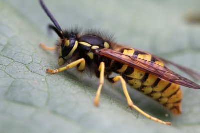 Gupe commune (Vespula Vulgaris)