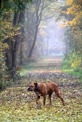 Notre chienne Tina dans les brumes automnales - Our dog Tina in the autumnal mist
