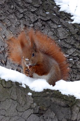 Squirrel in the Ujazdowski park