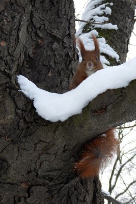 Squirrel in the Ujazdowski park