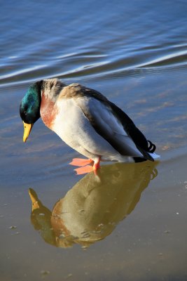 Mirror, mirror in the ice, who's the fairest of them all??  