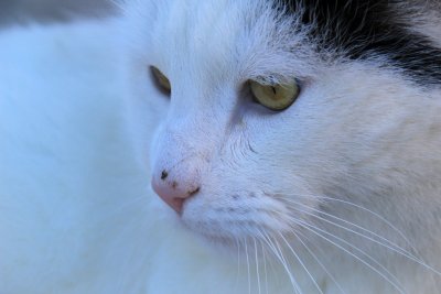 Golden eye, a time for sweetness