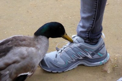 I drew the attention of this duck but I hadn't anything to eat for him, then he attacked my shoes!!