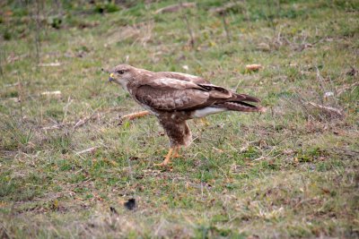 Jai surpris cette buse qui finissait son repas au bord de la route - I caught this common buzzard finishing its meal