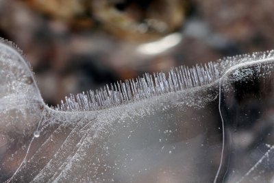 Cette frange de glace mesure  peine 1cm de large sur 1mm d'paisseur-  This ice fringe is a half-inch in width and 1mm thick