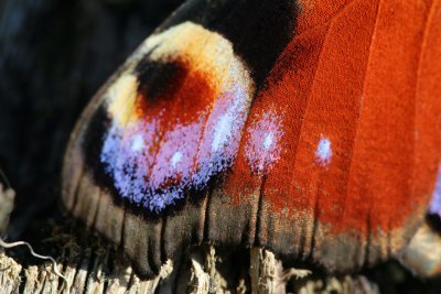 Details of the Peacock's wing (best viewed in original size)