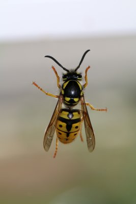 This wasp goes up and down on my kitchen's closed window : I profite of a few seconds where she was quiet to take this shot 