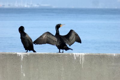 Along the Pier 39
