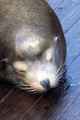 Sea lion in Pier 39