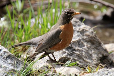 American Robin