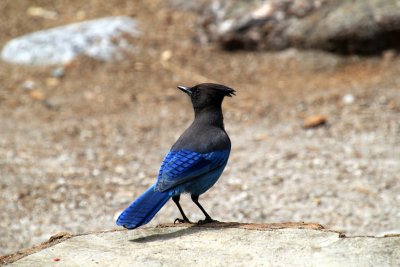 Geai de Steller - Steller's Jay