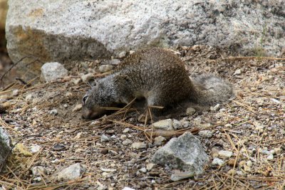Western Gray Squirrel