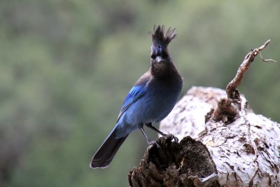 Geai de Steller - Steller's Jay