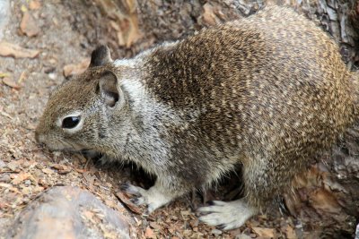 Western Gray Squirrel