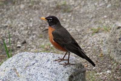 American Robin