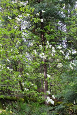 Pacific dogwood