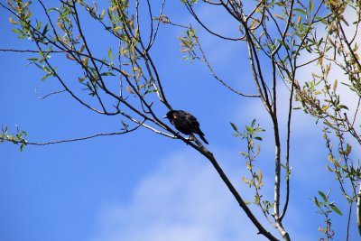 Red-winged black bird