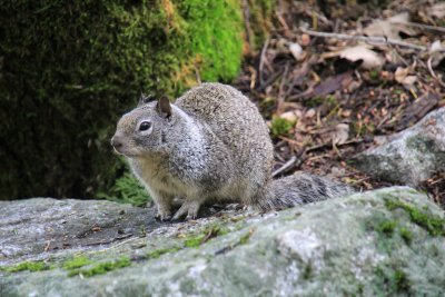 Western Gray Squirrel