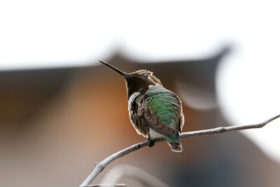 Each evening, we are lucky to see these little hummingbirds near our hotel