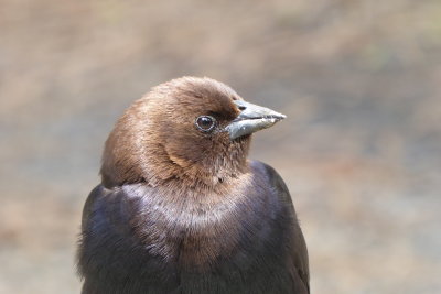 Vacher à tête brune - Brown-headed Cowbird