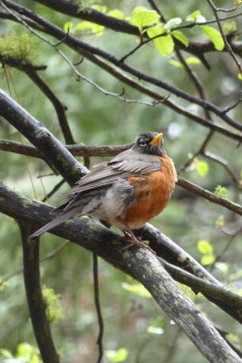 American Robin