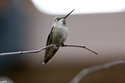 Chaque soir, nous avions rendez-vous avec ces jolis colibris prs de notre htel