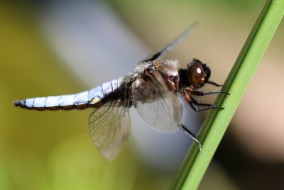 Libellule déprimée
