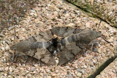 Cet accouplement de moro-sphinx a dur deux heures - Humming birds hawk moth's mating during two hours