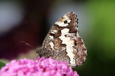 Silne butinant  - The Great Banded Grayling  (Brintesia Circe) is a great butterfly of the Nymphalidae family