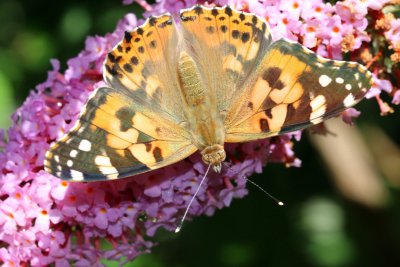 La Belle-Dame est un papillon migrateur qui n'apparat chez nous qu'en avril