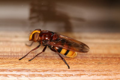 La volucelle zone (Hornet Hoverfly) est une grosse mouche de la famille des syrphidea