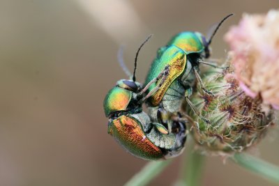 Accouplement de ctoines - Beetles mating