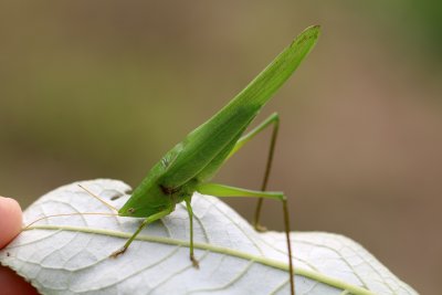 J'ai surpris ce Conocphale Gracieux dans cette position bizarre sur le revers d'une feuille