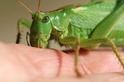 I invite her on my hand and a few minutes later,  she munches in my skin!!!