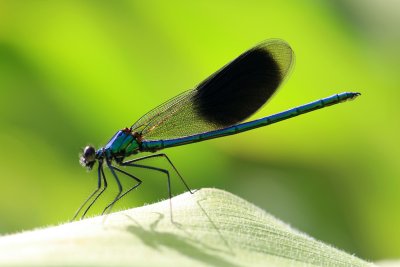 Caloptéryx Splendens