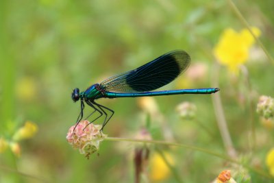 Caloptéryx Splendens