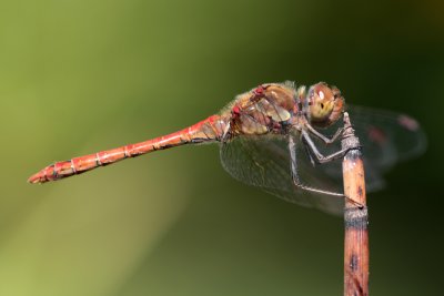 Symptre stri