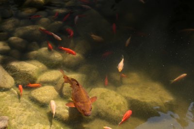 I like the DOF  made by the light and shadow and the different positions of fishes which look featured in the water