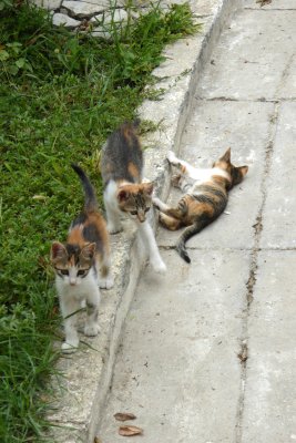 Trois ptits chats, trois ptits chats, trois ptits chats, chats, chats....